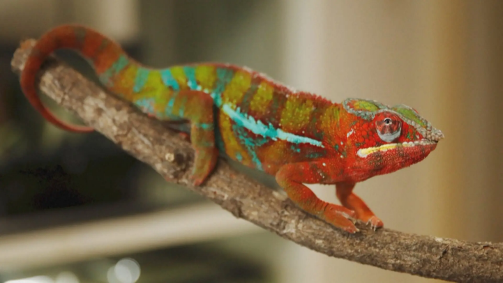 Công nghệ lấy cảm hứng từ 'chiếc lưỡi đạn' của động vật